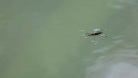 Closeup-shot-of-wild-water-strider-on-water-surface-of-lake-in-nature-at-sunny-day