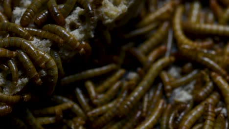 the mealworm is a species of darkling beetle used to feed pets like fish, snakes, birds, and frogs