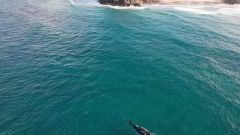 Ballena-Jorobada-En-El-Mar-Cerca-Del-Promontorio-De-Norries-Y-La-Playa-De-Cabarita-En-Nueva-Gales-Del-Sur