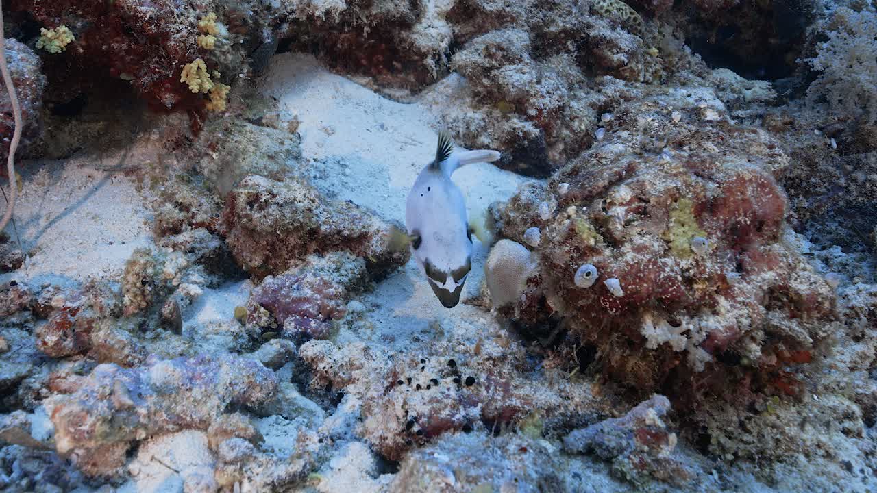 el lindo pez globo blanco y negro busca comida en un arrecife de coral tropical en micronesia.