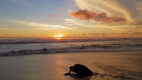 turtle in silhouette going back to the sea after nesting on an epic sunset in ostional beach, costa rica