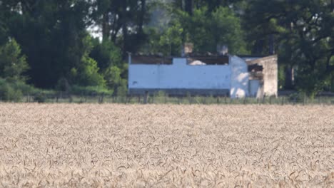 a field sown with wheat with a building and a grove in the background