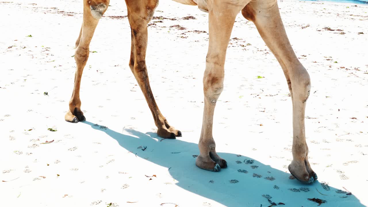 toma de las piernas de un camello caminando por una playa de arena blanca que muestra el paso lento del animal