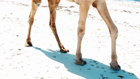 shot of a camel's legs walking across a white sandy beach showing the animal's ambling pace