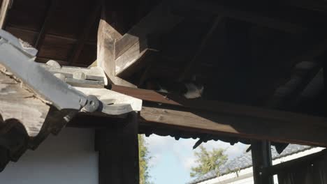 cat resting on wooden beam under the roof of japanese temple