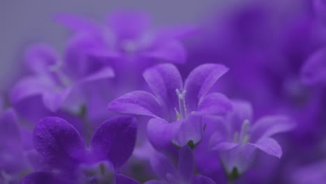 blühende dalmatinische glockenblume im blumengarten