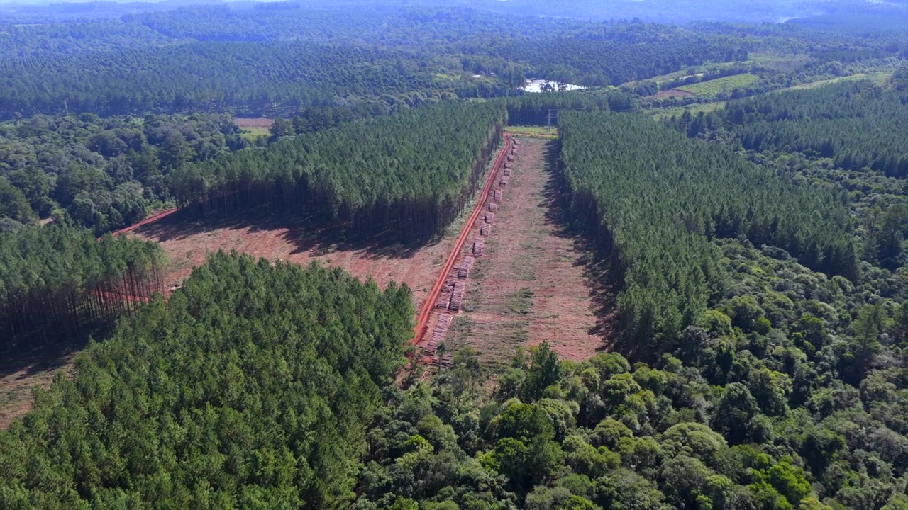 Kommerciel fyrretræsplantage omgiver en lang ryddet tømmerhøstkorridor i Misiones, Argentina, med tætte plantede bevoksninger, der strækker sig over de omkringliggende bakker, drone-tilbagetrækning