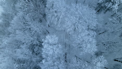 frozen dying flora of pieszkowo village woods poland aerial