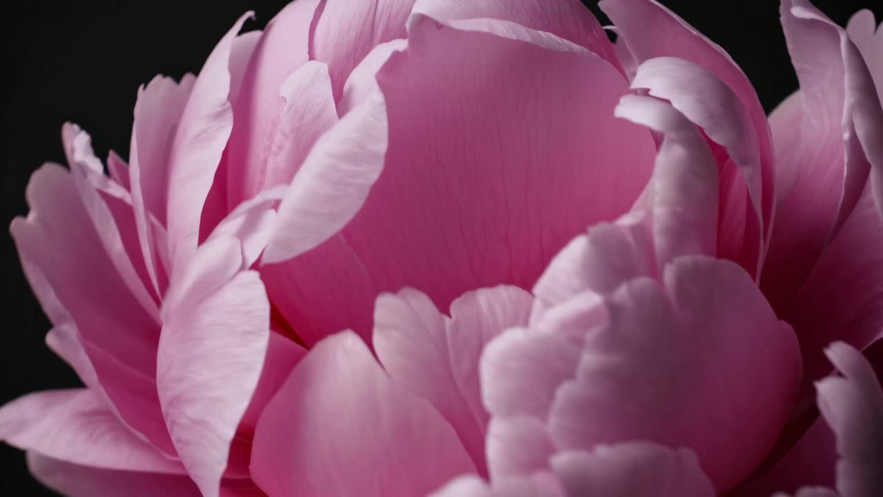 Close-up video shot of a pink peony against a dark background, capturing delicate petals with a soft