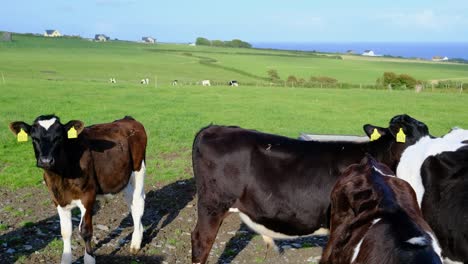 young bullock separate from herd on the green pasture near the ocean and irish cottages in the distance
