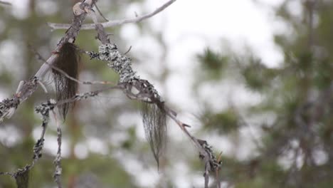 brown beard moss hanging in silver gray lichen covered pine branch