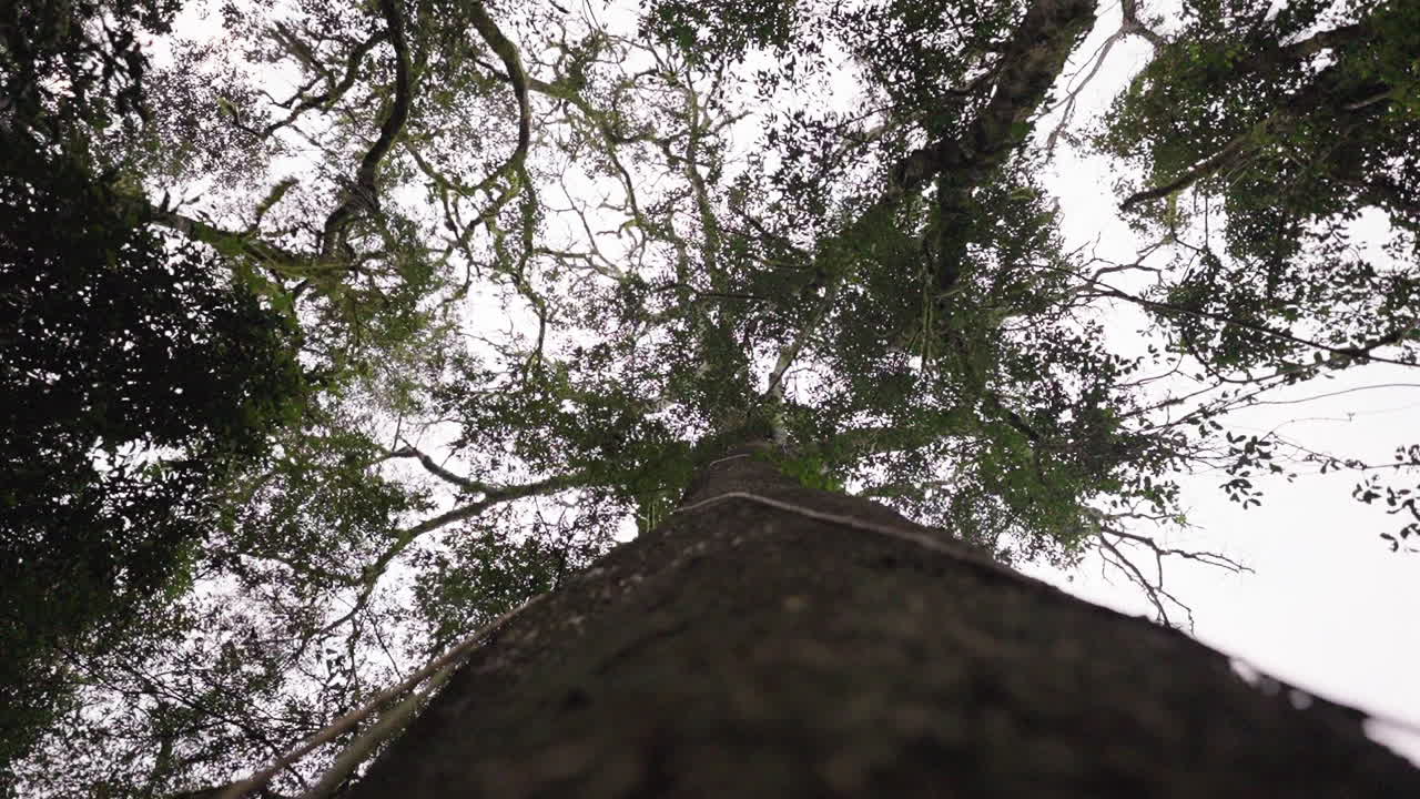 Gaze upwards at the trunk of a majestic Timbo tree, with green and brown branches extending towards the sky. The natural beauty of the tree’s texture and branches creates a serene, awe-inspiring view.
