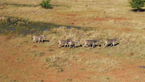 Drohnen-Zebraherde-Aus-Der-Luft,-Die-In-Freier-Wildbahn-Am-Natürlichen-Frühling-Vorbeiläuft