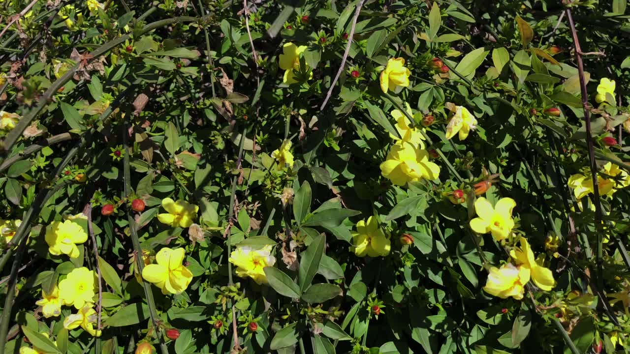 노란 자스민 꽃