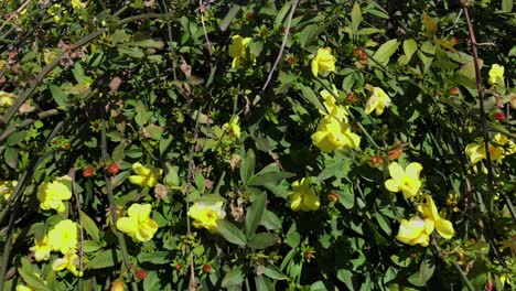 flores de jazmín amarillas