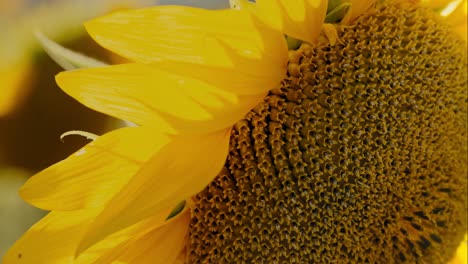 super close-up of sunflower leaves with seeds