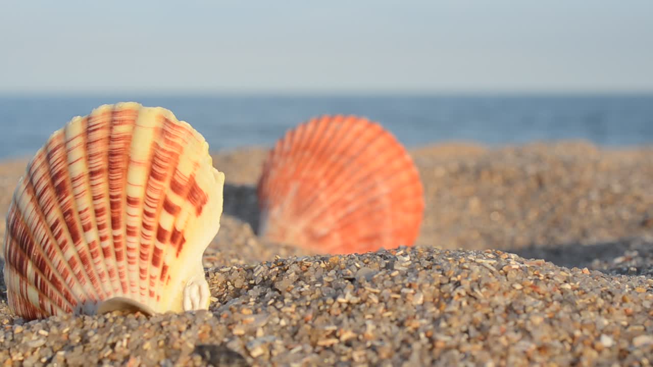 Sea cockleshells on the beach. Shooting on the beach