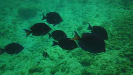 A-school-of-fish-swimming-in-the-same-direction-on-this-tropical-coral-reef