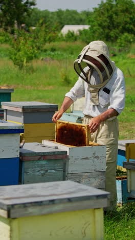 male beekeeper shakes the bees off the honey frames. apiarist examining his bee farm on sunny summer day. trees at backdrop. vertical video