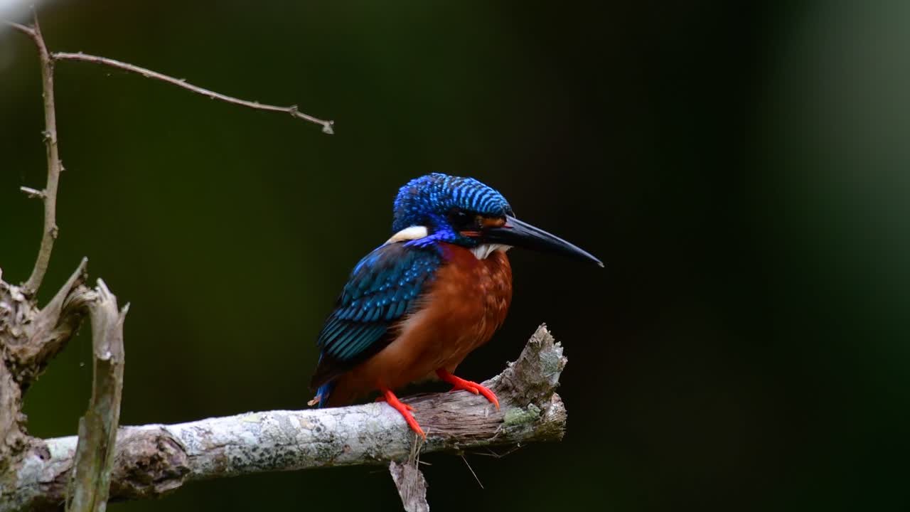 el martín pescador de orejas azules es un pequeño martín pescador que se encuentra en tailandia y es buscado por los fotógrafos de aves debido a sus hermosas orejas azules, ya que también es un pájaro lindo para observar
