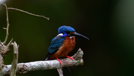 El-Martín-Pescador-De-Orejas-Azules-Es-Un-Pequeño-Martín-Pescador-Que-Se-Encuentra-En-Tailandia-Y-Es-Buscado-Por-Los-Fotógrafos-De-Aves-Debido-A-Sus-Hermosas-Orejas-Azules,-Ya-Que-También-Es-Un-Pájaro-Lindo-Para-Observar