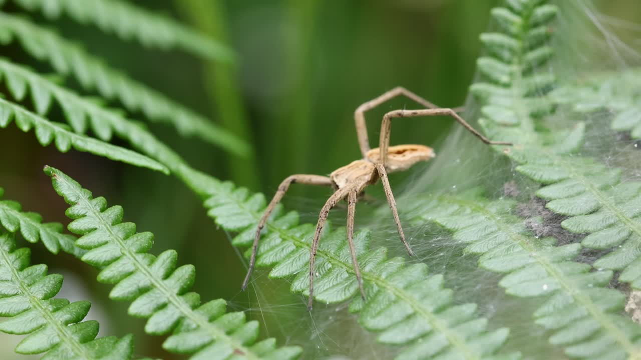 A Nursery Web Spider, Pisaura mirabilis, guarding its web. Summer. UK