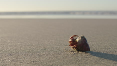 close up of hermit crab on beautiful sandy beach crawling arthropod crustacean using shell for protection on ocean seaside background