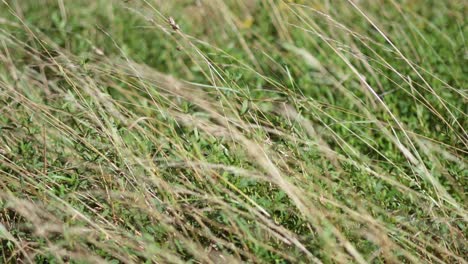 grass swaying in the wind, west sussex, england