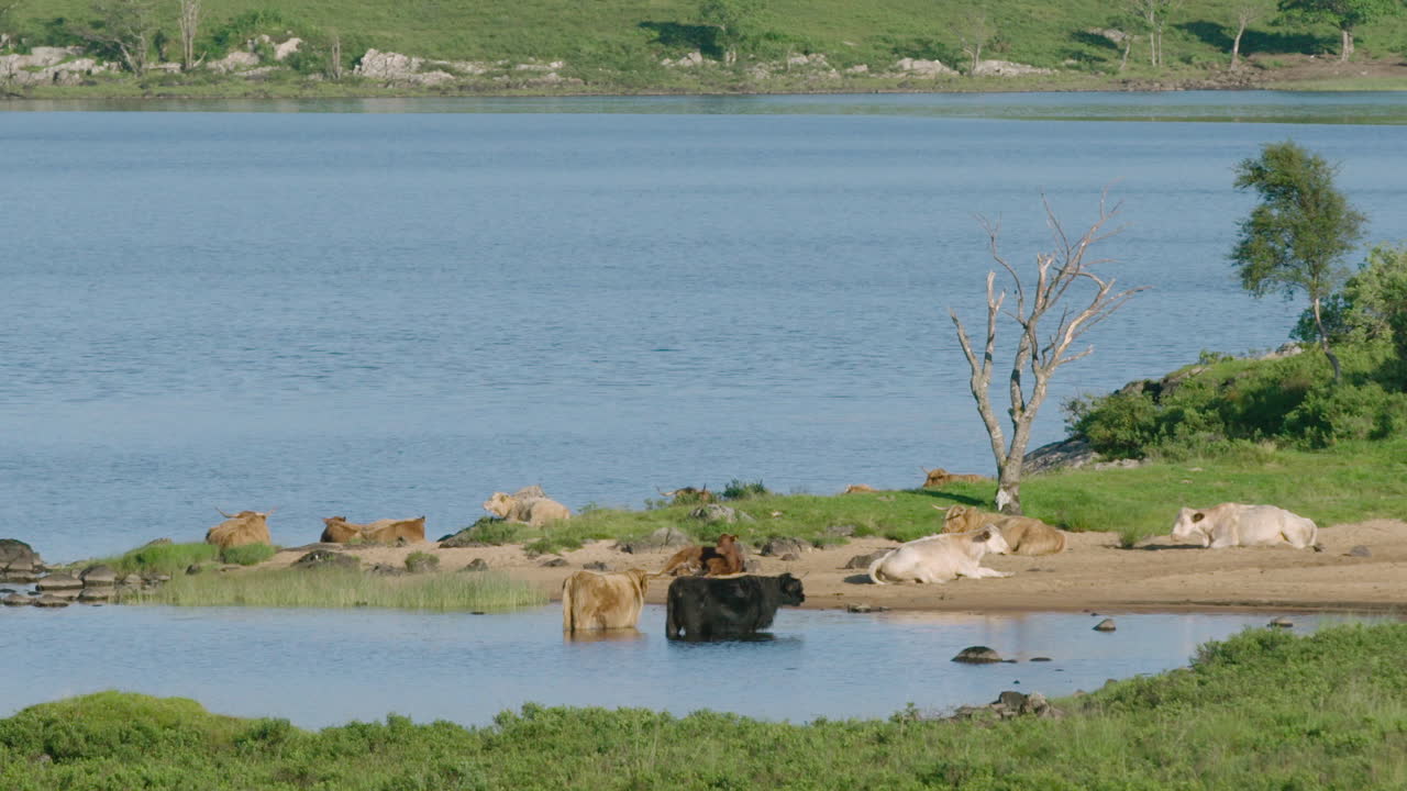 средняя ширина - горный скот купается в лохе, теплый солнечный день в шотландии