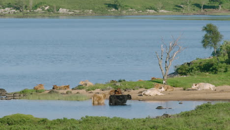 Ancho-Medio---Ganado-De-Las-Tierras-Altas-Bañándose-En-Un-Lago,-Un-Cálido-Día-Soleado-En-Escocia