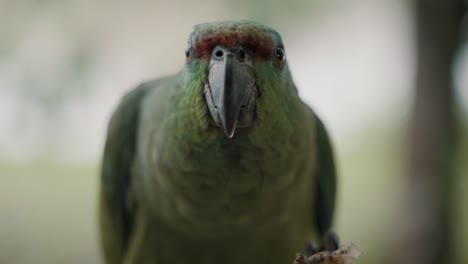 Masticación-De-Loro-Festivo-Verde