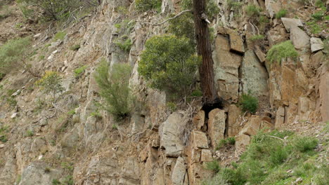 Gummibaum-Wächst-An-Der-Seite-Einer-Klippe