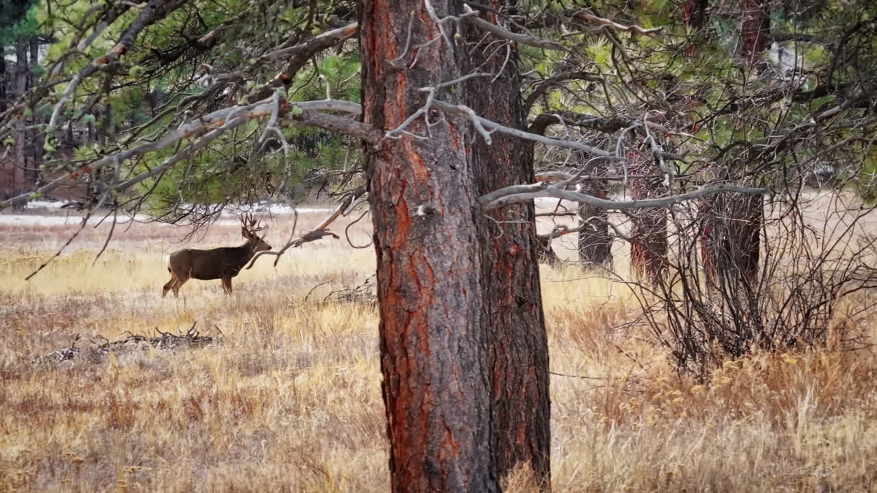 A cinematic 70mm-style aerial drone shot, slowly orbiting a buck mule deer roaming and foraging through a pine forest in Colorado's Rocky Mountains
