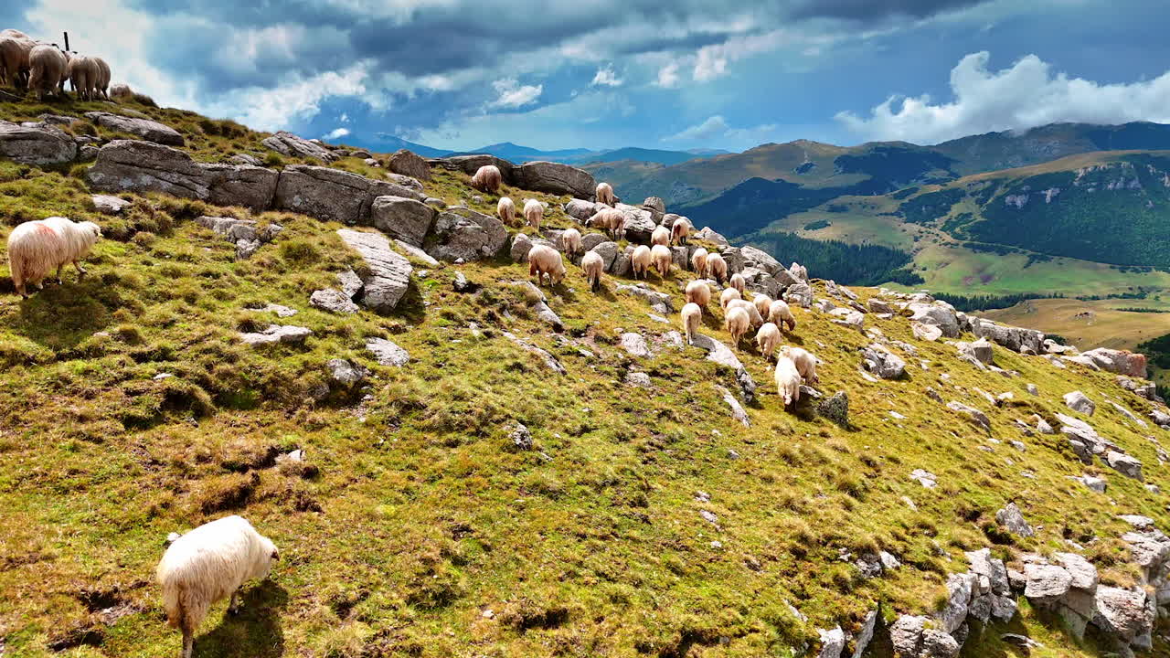 Lovely fluffy white sheep pasturing among the rocks. Domestic animals grazing in the mountains. Cloudy sky at backdrop