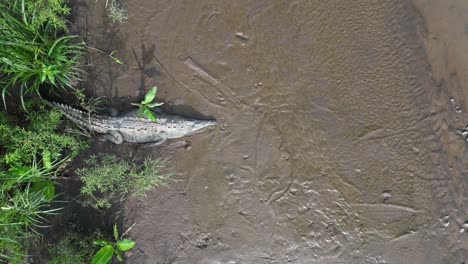 Overhead-Drone-Shot-Pulling-Away-from-Large-Crocodile-Resting-Near-Tarcoles-River