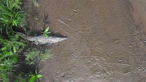 tomada aérea de un dron alejándose de un gran cocodrilo que descansa cerca del río tarcoles