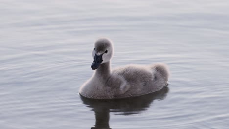 baby swan on the water