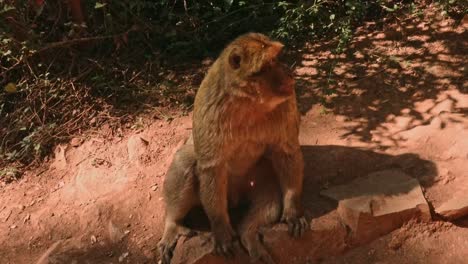 Un-Mono-Macaco-Barbary-Adulto-Sentado-En-La-Roca-Contemplando-El-Mundo