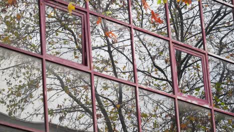 ventanas reflectantes con árboles de otoño