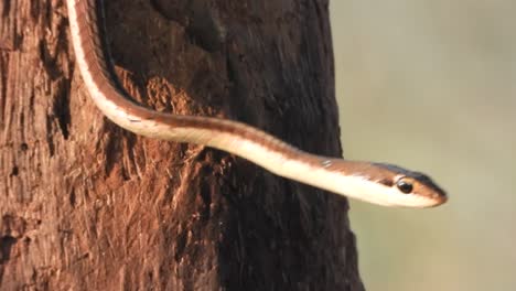 Common-Bronzeback-Tree-Snake-in---Eyes-