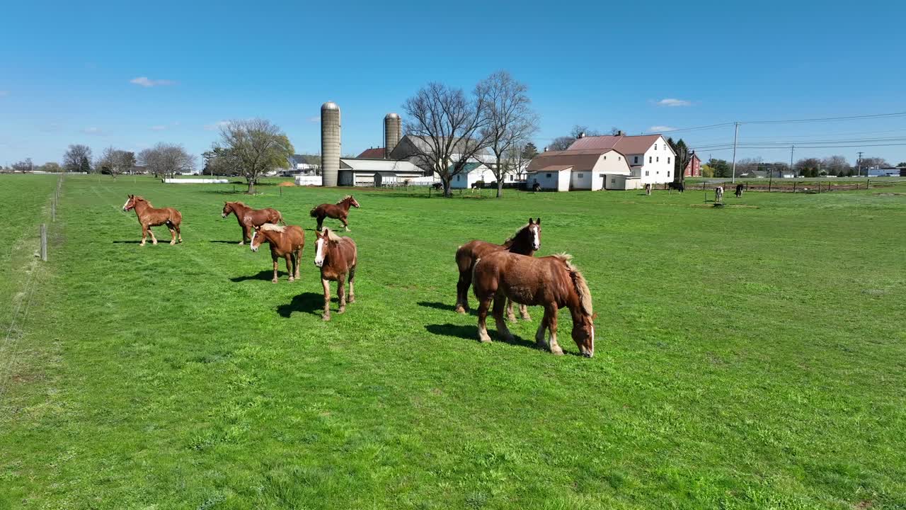 grupo de caballos marrones pastando en el campo de hierba verde en un día soleado
