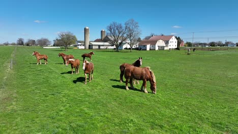 Grupo-De-Caballos-Marrones-Pastando-En-El-Campo-De-Hierba-Verde-En-Un-Día-Soleado