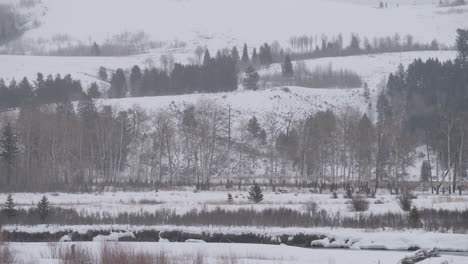 A-herd-of-elk-walk-behind-a-sleeping-wolf-while-a-bald-eagle-watches-from-one-of-the-trees