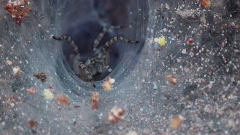 close shot of spider coming out of web funnel