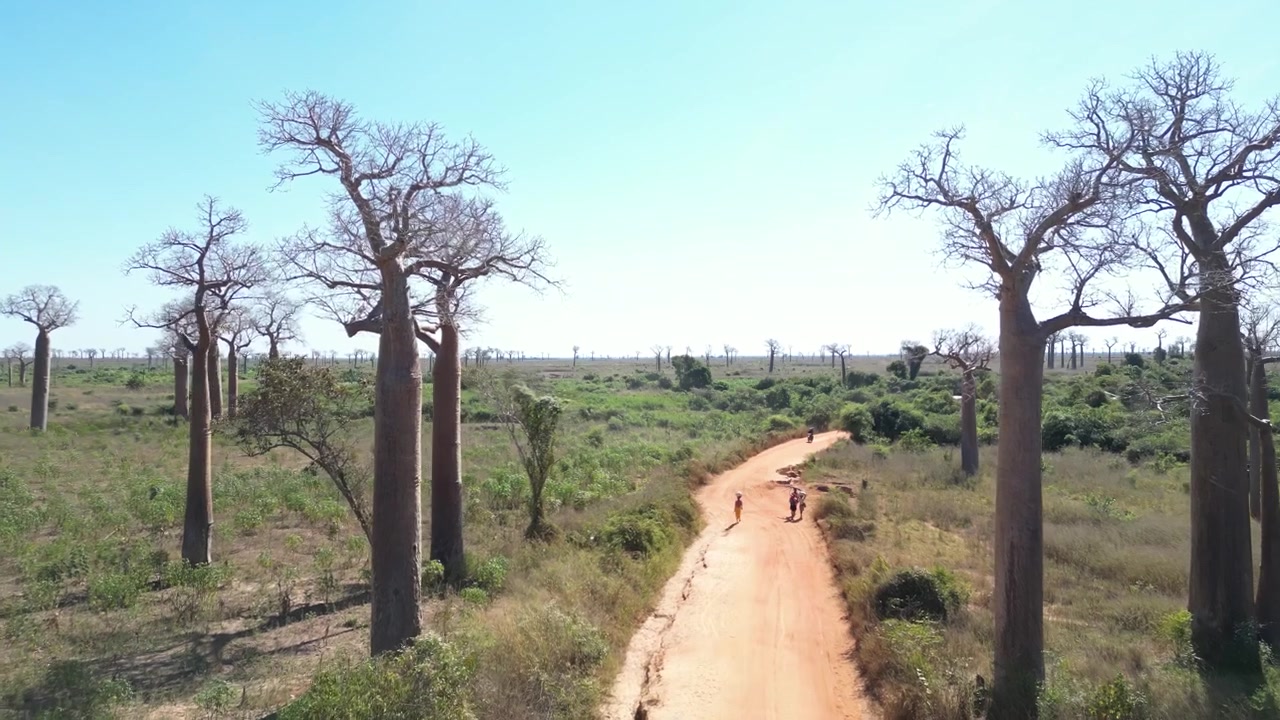 Madagaskar, Morondova'daki Baobab Yolu'nda, görkemli antik baobab ağaçlarının ve savanı kesen tozlu toprak yolların üzerinden ileri doğru hareket eden drone çekimi.