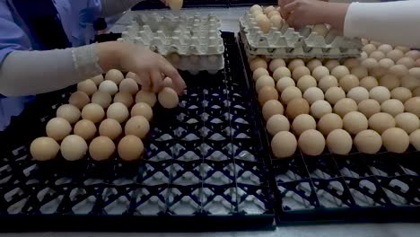 manual sorting of eggs to put them in the hatchery