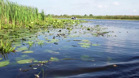 hermosos nenúfares en el delta del danubio - primer plano