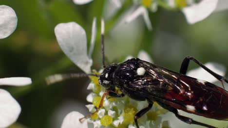 Makro-Detailansicht-über-Weiß-Gefleckte-Fliege-Mit-Rotem-Bauch,-Die-Den-Gelben-Faden-Der-Weißen-Blume-Frisst