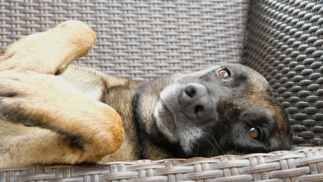 gran perro lindo descansando en un banco