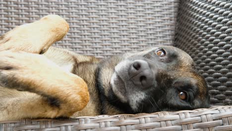 big cute dog resting on a bench